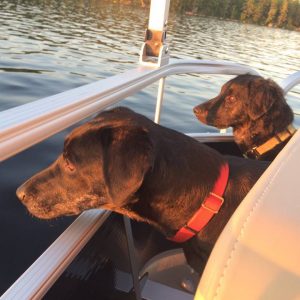 dogs on a river boat