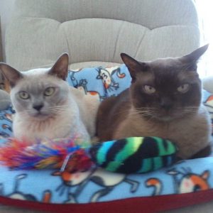 two cats resting in bed