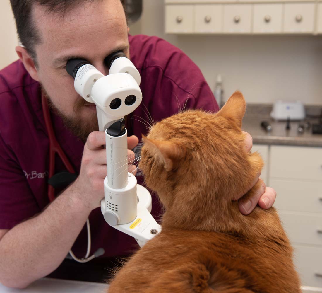 Pet Ophthalmology