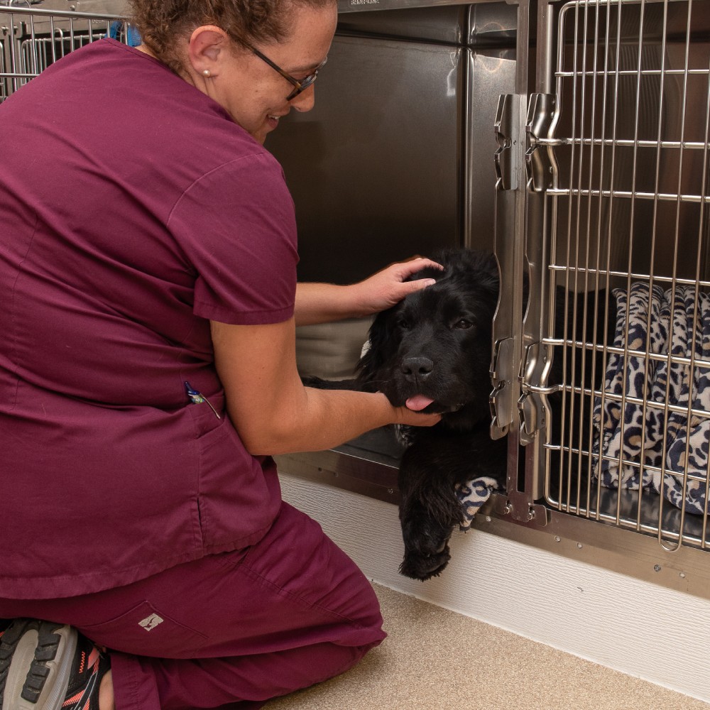 pet wound service image